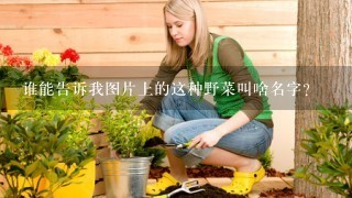 谁能告诉我图片上的这种野菜叫啥名字？