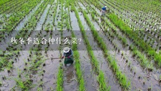 秋冬季适合种什么菜？