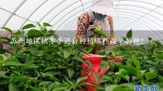 苏州地区秋冬季适合种植哪些蔬菜品种？