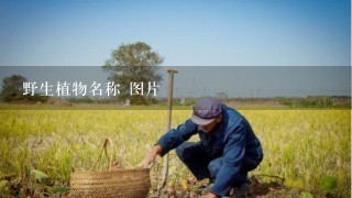 野生植物名称 图片