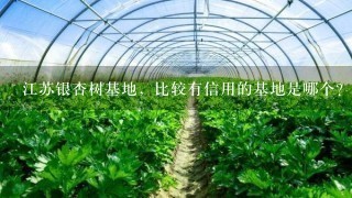 江苏银杏树基地，比较有信用的基地是哪个?