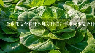 金银花适合在什么地方种植，甘肃天水适合种植吗？