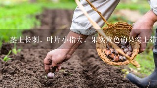 茎上长刺，叶片小指大，果实黄色的果实上带刺，果实顶端有5个小叶片的果叫什么？