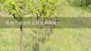 吃西兰花有什么好处和坏处？