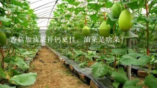 香菇加油菜补钙更佳，油菜是啥菜？