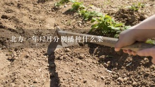 北方1年12月分别播种什么菜