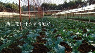 西兰花和什么菜搭配好