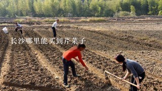 长沙哪里能买到芹菜子