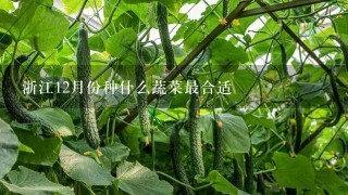 浙江12月份种什么蔬菜最合适