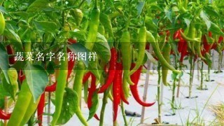 蔬菜名字名称图样