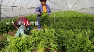 室内 栽植大樱桃