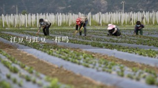 江豆与豇豆1样吗