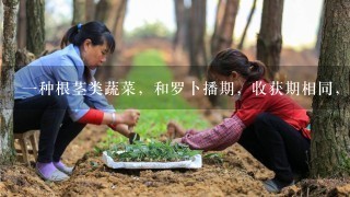 1种根茎类蔬菜，和罗卜播期，收获期相同，无茎，叶子丛生，叶片大如波菜，可做饭或汤。地下根茎多分岔，生的不好吃，做菜饭味道不错，和胡罗卜，白罗卜都不同。我们这的人叫蔓菁，有没有人知道它的学名叫什么？