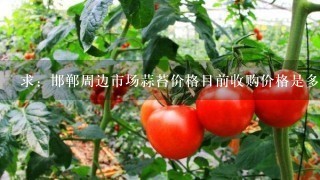 求：邯郸周边市场蒜苔价格目前收购价格是多少？知道的说下。急用