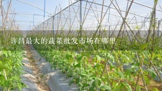 许昌最大的蔬菜批发市场在哪里