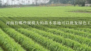 河南有哪些规模大的苗木基地可以批发绿色工程用的树苗？