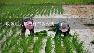 收破烂大鹏塑料布多少钱1斤