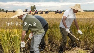 绿叶菜种类大全