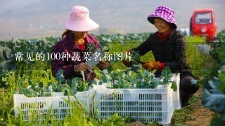 常见的100种蔬菜名称图片