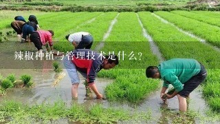 辣椒种植与管理技术是什么？