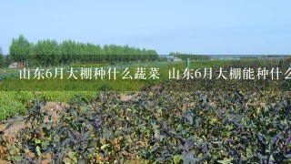 山东6月大棚种什么蔬菜 山东6月大棚能种什么