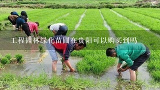 工程园林绿化苗圃在贵阳可以购买到吗