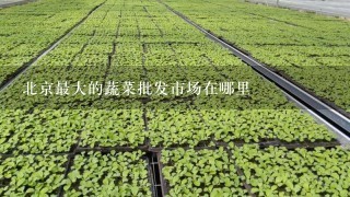 北京最大的蔬菜批发市场在哪里