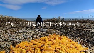 广东11月12月适合种植什么水果和蔬菜