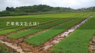 芒果英文怎么读？