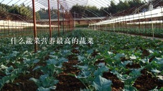 什么蔬菜营养最高的蔬菜