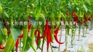 冬天的胡萝卜,白萝卜是反季节蔬菜吗