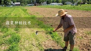 蔬菜种植技术