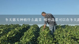 冬天露天种植什么蔬菜 哪些蔬菜可以在冬天露天种植