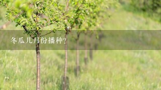 冬瓜几月份播种？