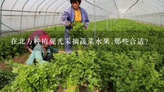 在北方种植观光采摘蔬菜水果,那些合适？