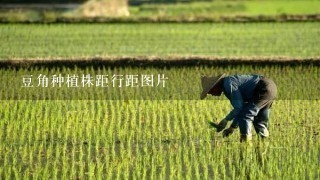 豆角种植株距行距图片