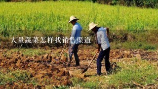 大量蔬菜怎样找销售渠道