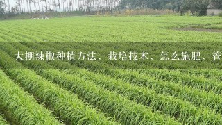 大棚辣椒种植方法，栽培技术，怎么施肥，管理技巧