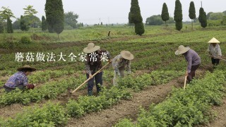 蘑菇做法大全家常菜