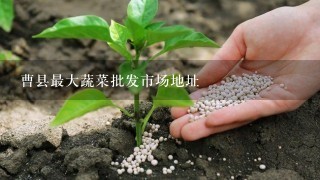 曹县最大蔬菜批发市场地址