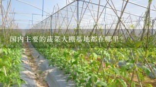 国内主要的蔬菜大棚基地都在哪里？