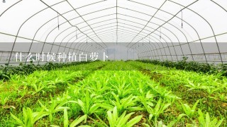 什么时候种植白萝卜