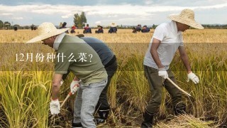 12月份种什么菜？