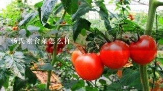 杨氏素食菜怎么样