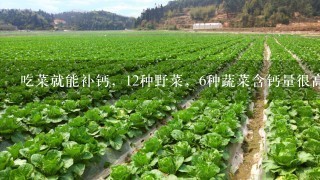 吃菜就能补钙，12种野菜，6种蔬菜含钙量很高，中老