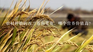 农村种植的西兰花和菜花，哪个营养价值高？为什么？