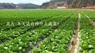 北方 冬天适合种什么蔬菜？