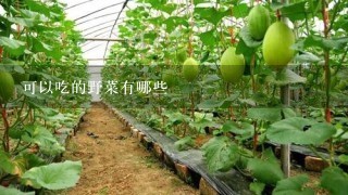 可以吃的野菜有哪些