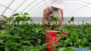 请问成都市青白江区周边我拉的蔬菜和水果在哪里批发