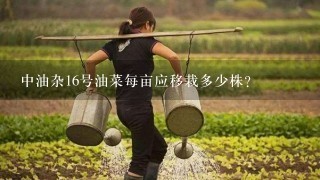 中油杂16号油菜每亩应移栽多少株？